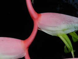 Image of Heliconia chartacea Lane ex Barreiros