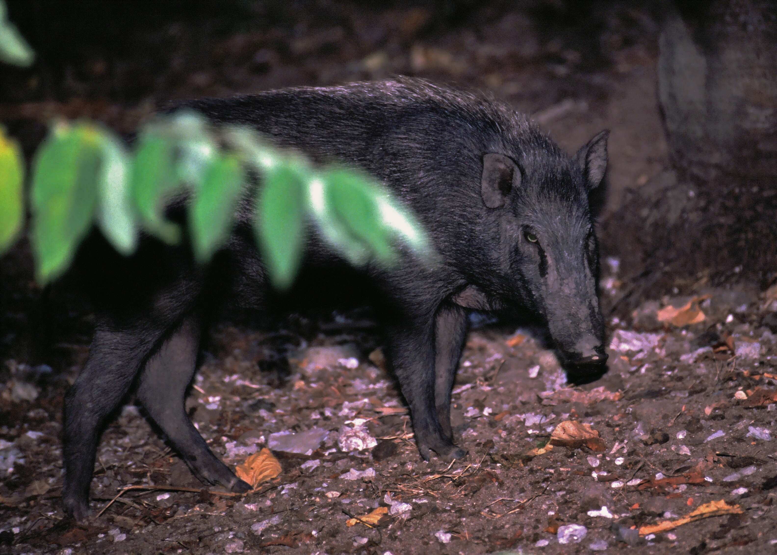 Sivun Sus scrofa vittatus Boie 1828 kuva