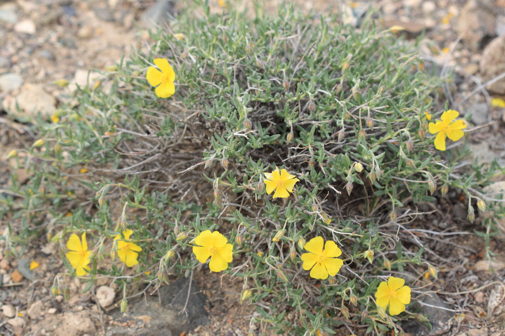 Image of Helianthemum songaricum Schrenk