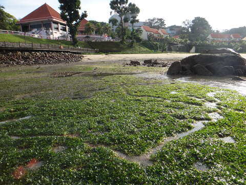 Image of dugong