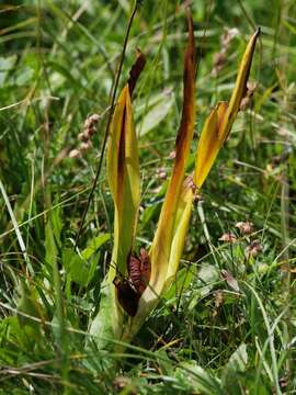 Image of Autumn crocus