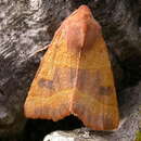 Image of centre-barred sallow