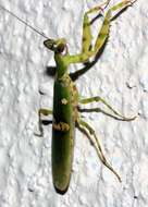 Image of flower mantises