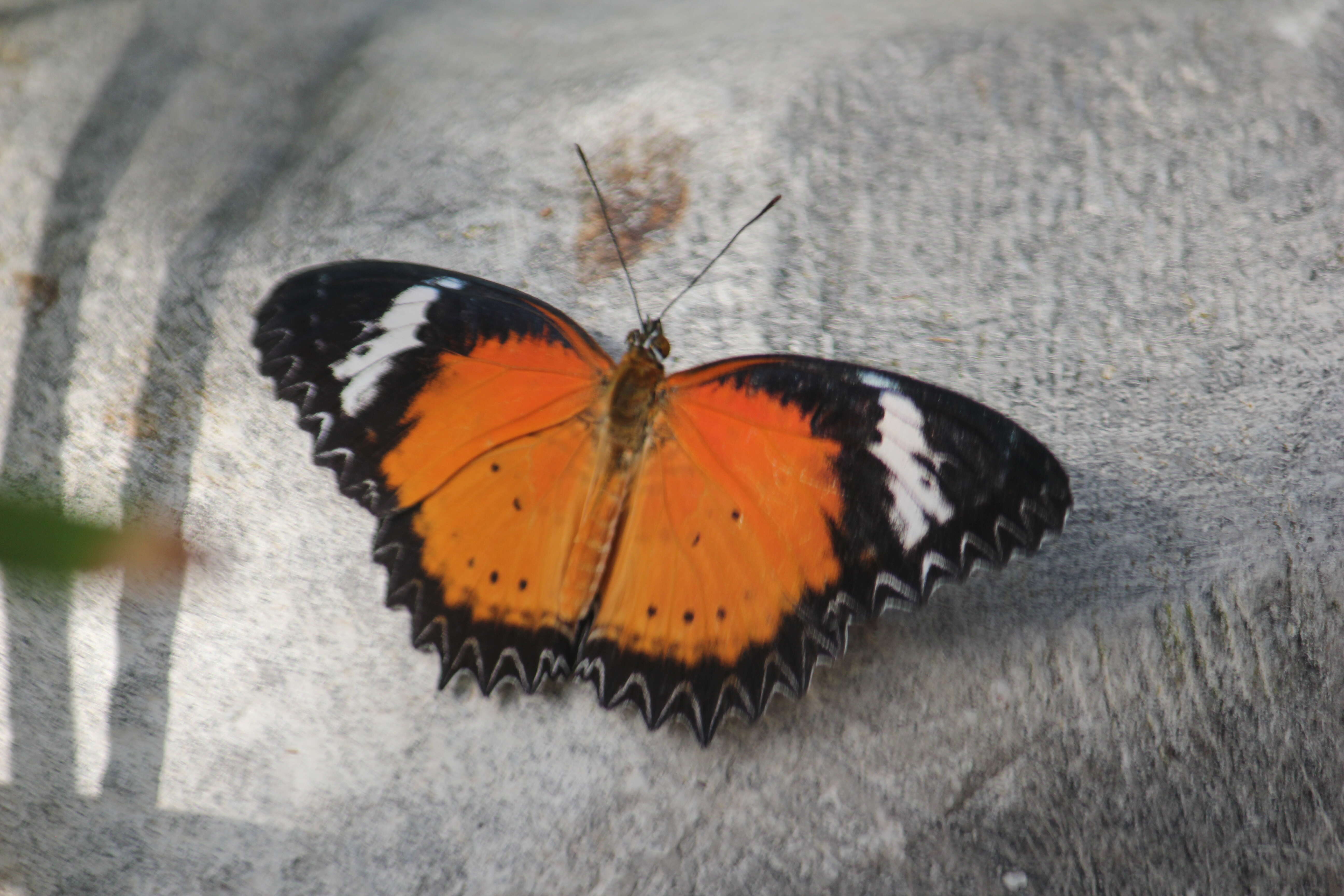 Cethosia hypsea Doubleday (1847) resmi