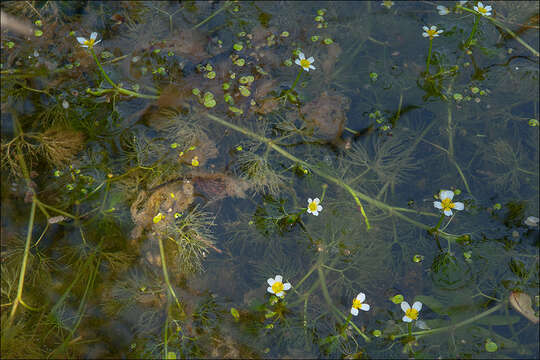 Image of Thread-leaved Water-crowfoot