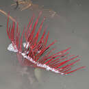 Image of Red whip coral