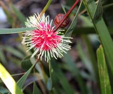 Image of Hakea laurina R. Br.