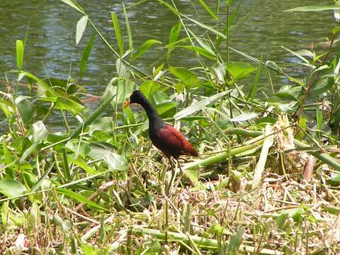 Image of northern jacana