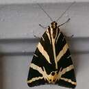 Image of jersey tiger