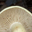 Image of soap tricholoma