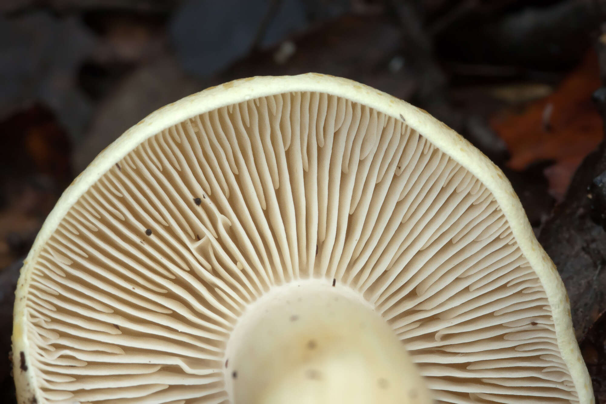 Image of soap tricholoma