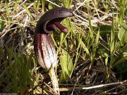 Image of Arisarum