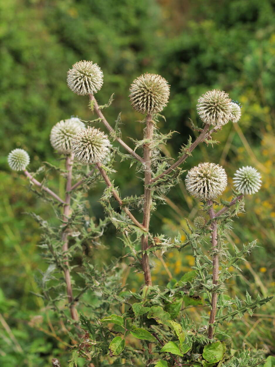 Echinops sphaerocephalus L. resmi