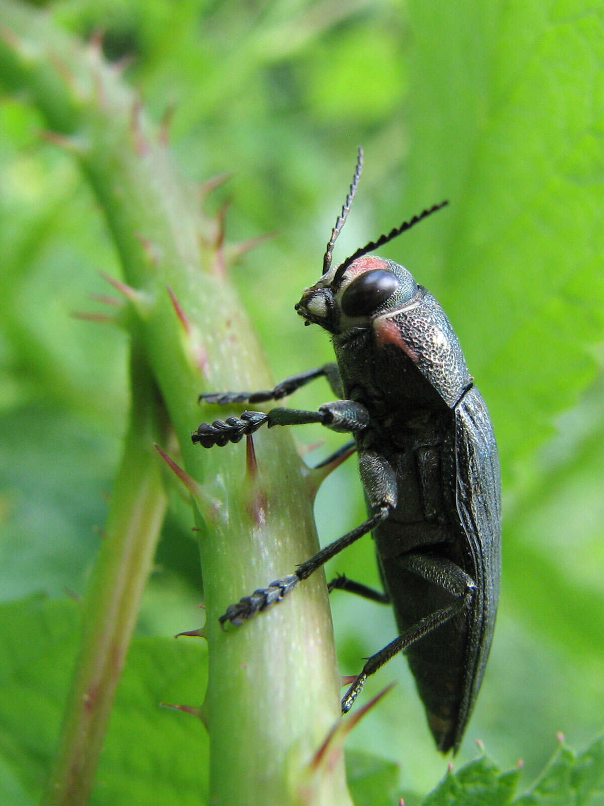 Image of Buprestis lyrata Casey 1909