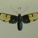 Amata cantori Moore 1859的图像