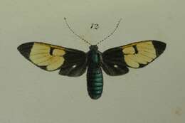 Image of Amata cantori Moore 1859