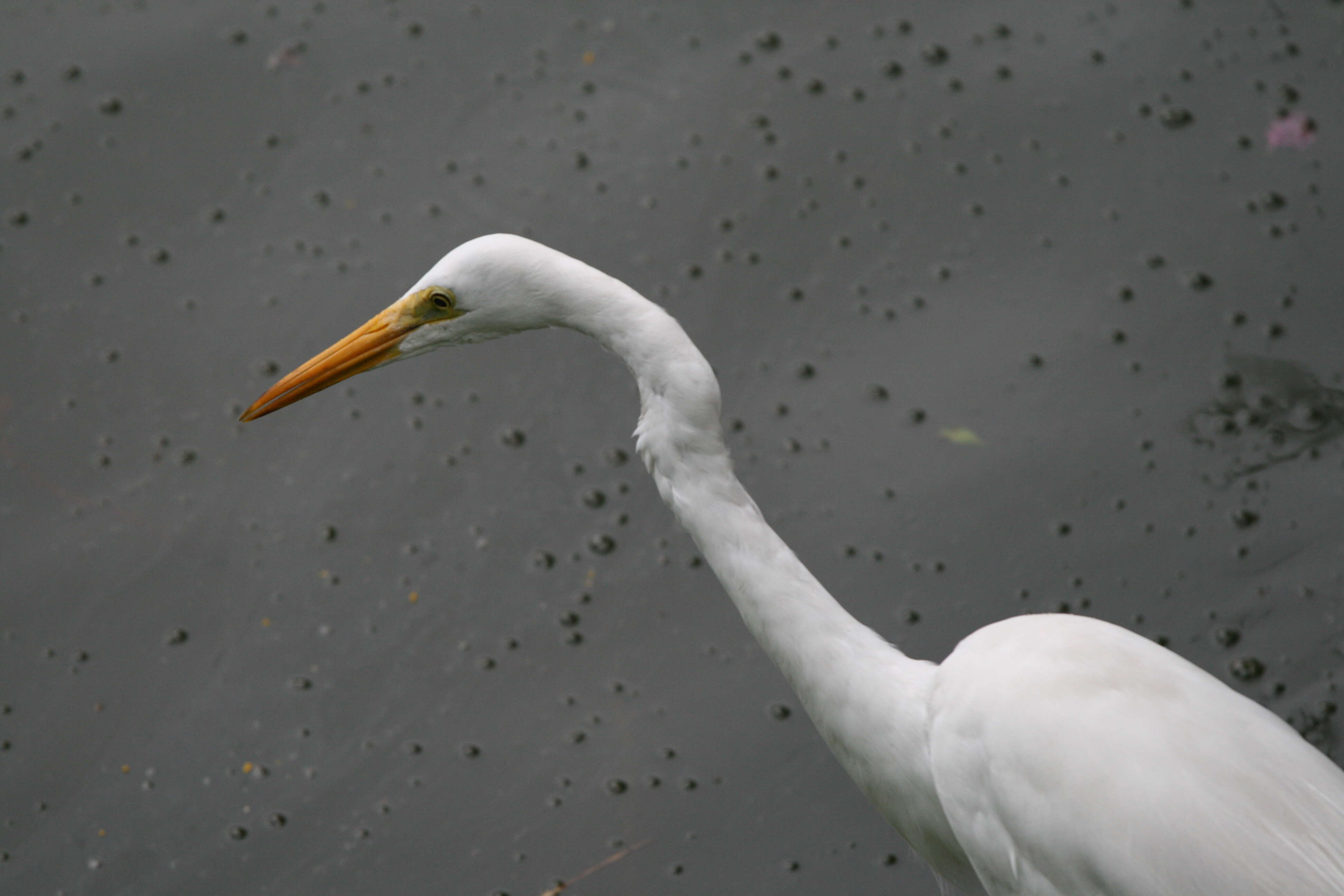 Image of Great Egret