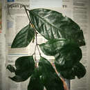 Sivun Polyceratocarpus scheffleri Engl. & Diels kuva