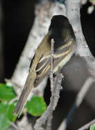 Image of American Dusky Flycatcher