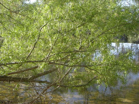 Image of narrowleaf willow