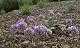 صورة Cistanthe monosperma (E. Greene) M. A. Hershkovitz