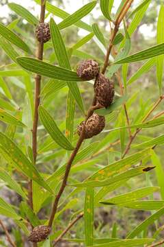 Image of Hakea dactyloides (Gaertn. fil.) Cav.