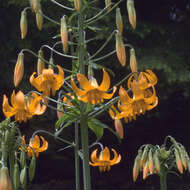 Lilium columbianum Leichtlin resmi