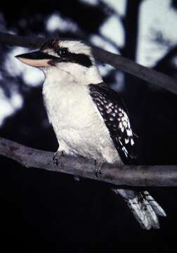 Image of Kookaburra