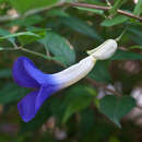 Image of bush clockvine