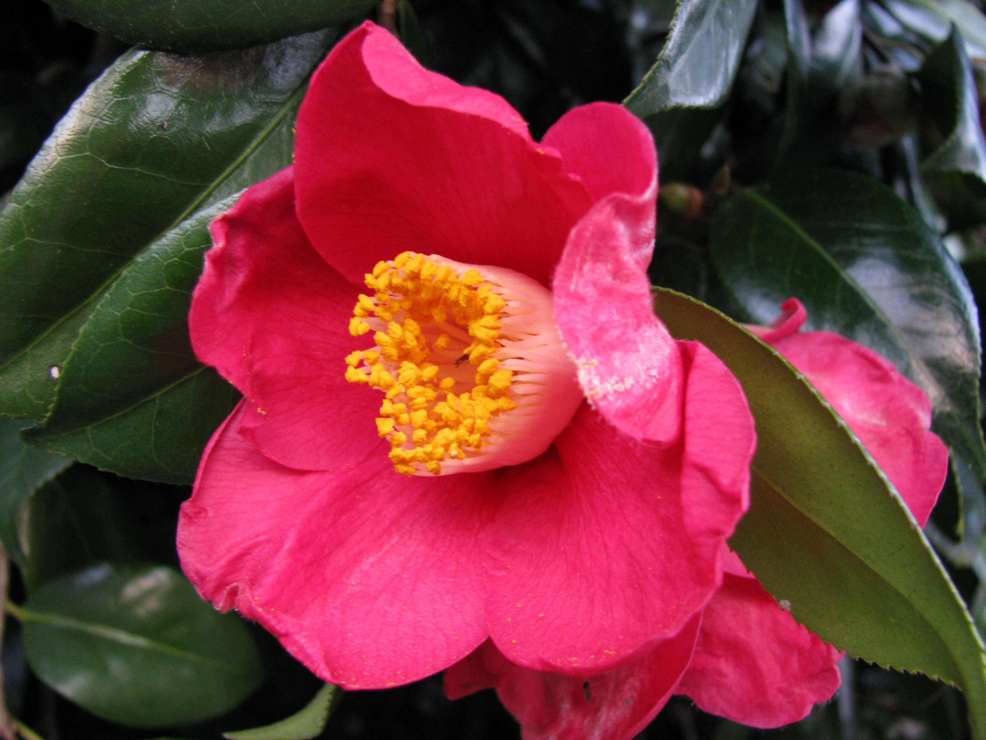 Image of camellia