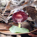 Image of Stately helmet orchid