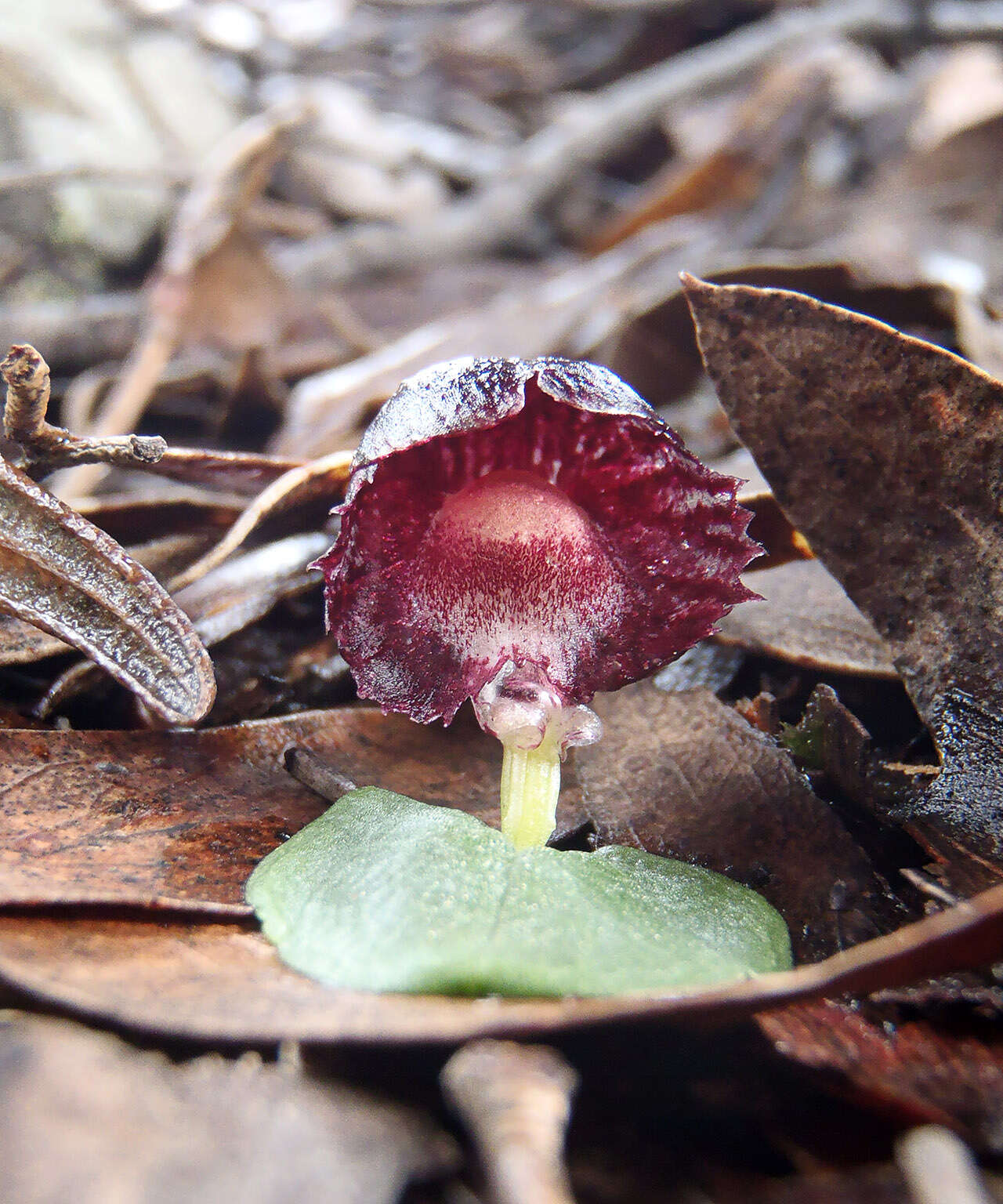 Image of Stately helmet orchid