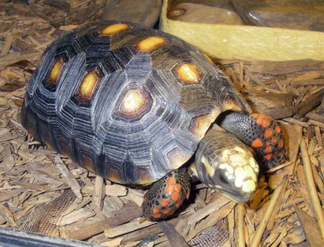 Image of Typical Tortoises