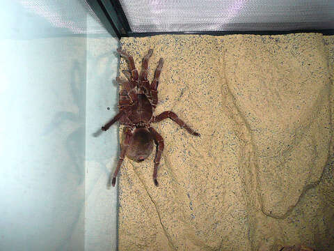 Image de Theraphosa