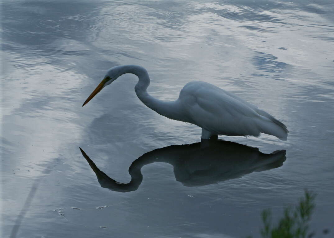 Image of Great Egret