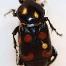 Image of Nicrophorus (Nicrophorus) carolinus (Linnaeus 1771)