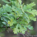 Image of Quercus margarettae (Ashe) Small