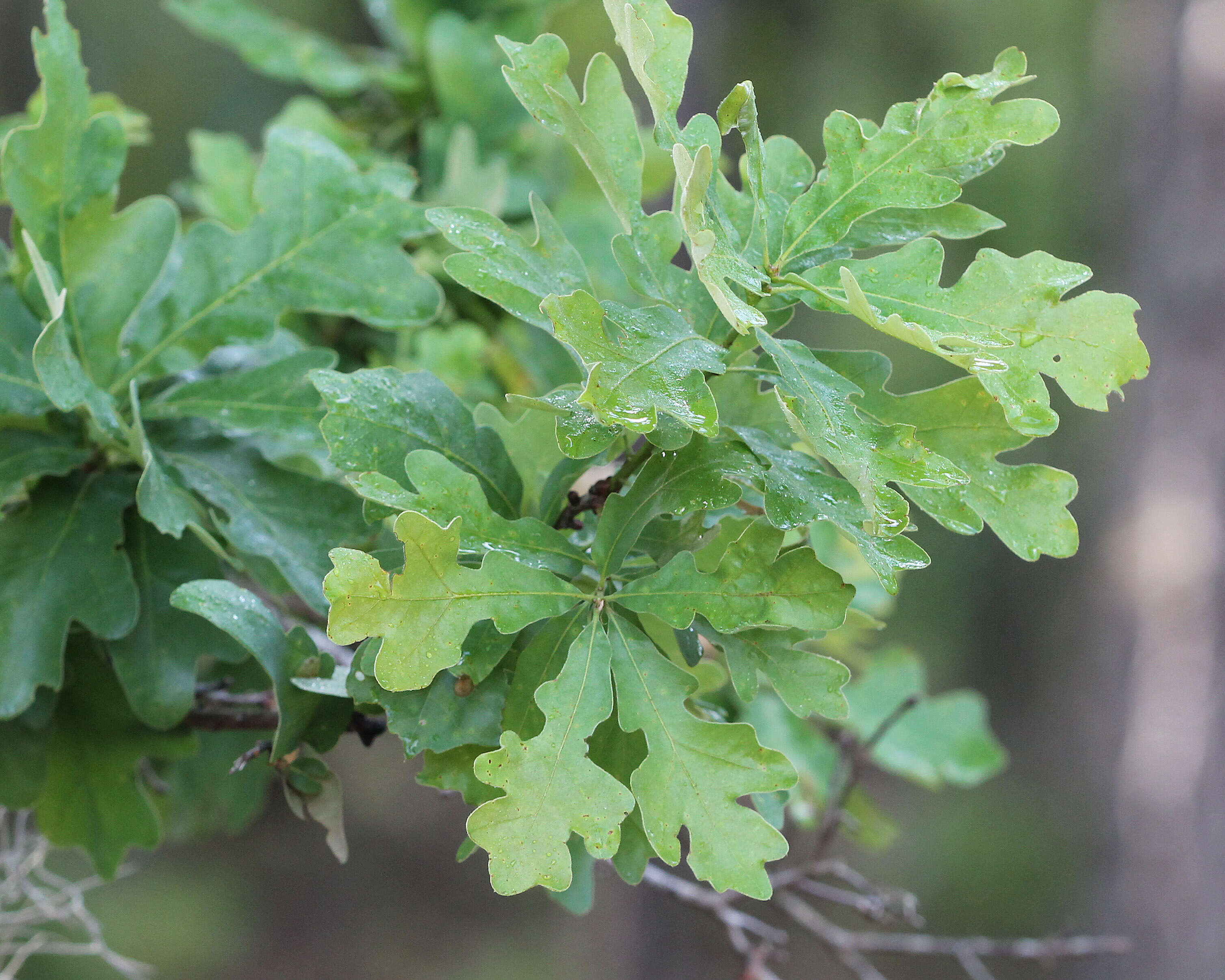 Sivun Quercus margarettae (Ashe) Small kuva