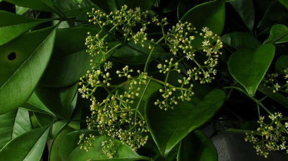 Image of Zanthoxylum tingoassuiba A. St.-Hil.