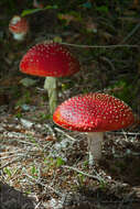 Image of Amanita