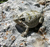 Image of horned lizard