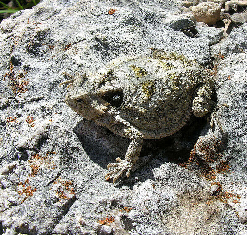 Phrynosoma braconnieri Duméril & Bocourt 1870 resmi