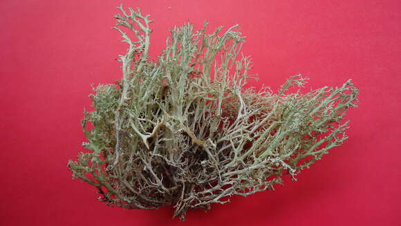 Image of Cladonia crispatula (Nyl.) Ahti
