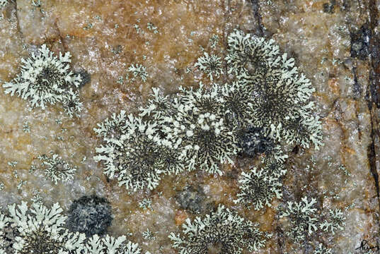 Image of xanthoparmelia lichen