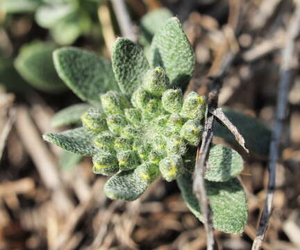 Image of Alyssum montanum subsp. montanum