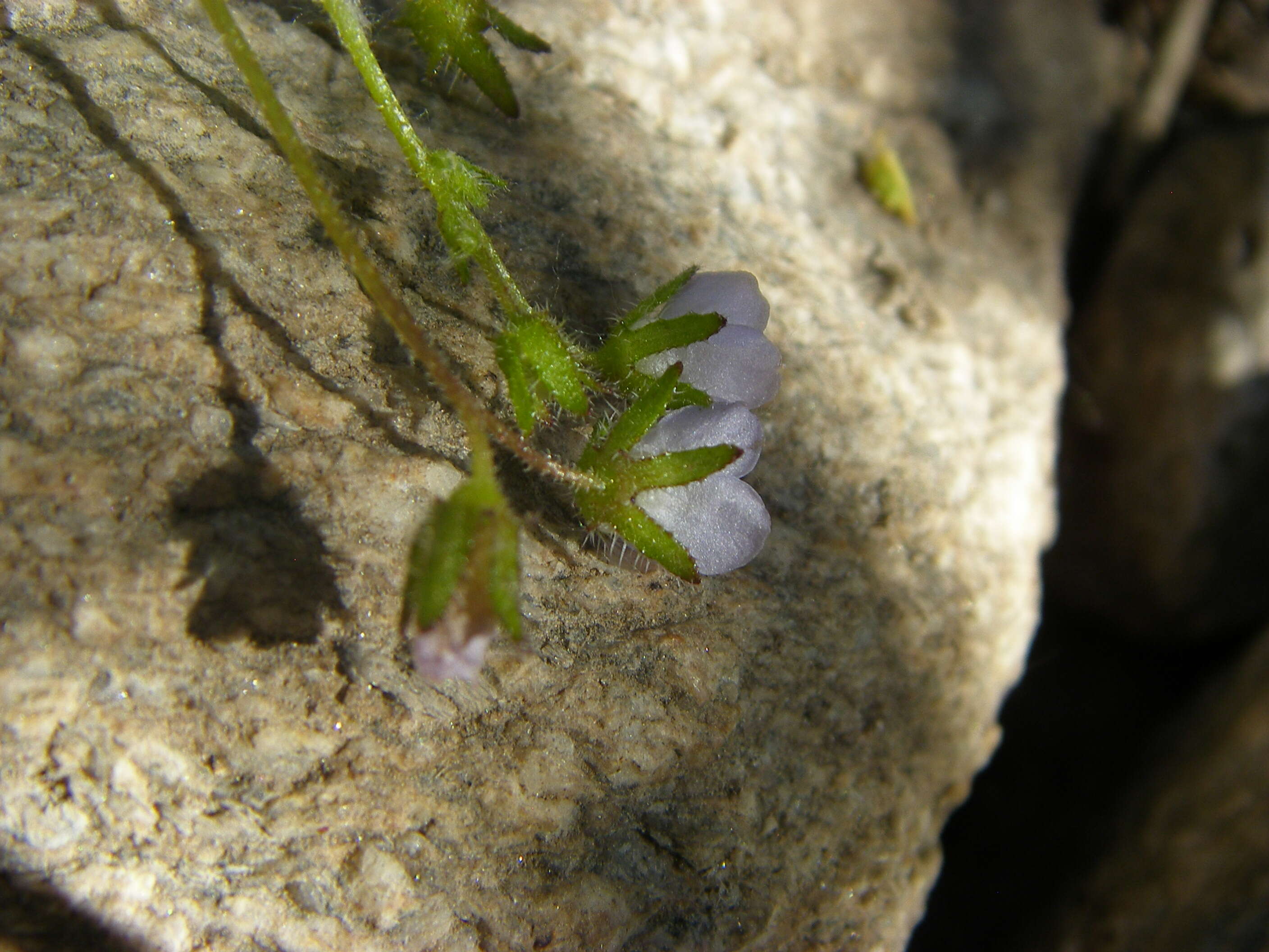 Pholistoma membranaceum (Benth.) Constance resmi