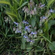 Image of borage