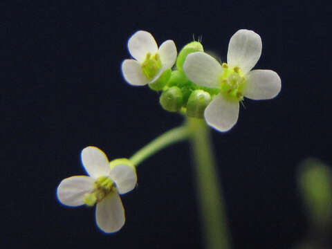 Слика од Arabidopsis