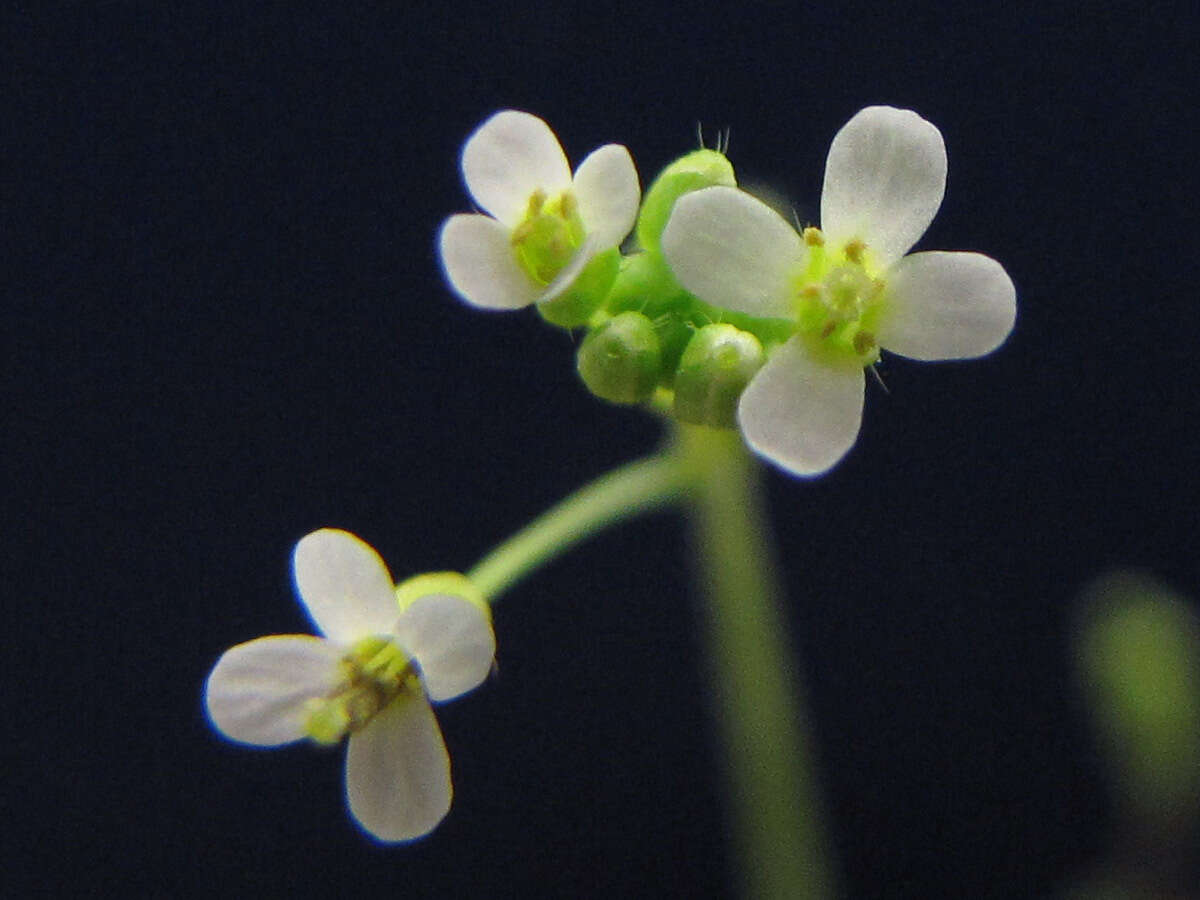 Image of rockcress