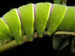 Image of Trichospermum